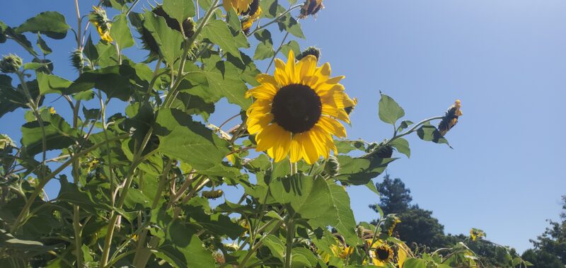 How The Best Beautiful Growing Sunflowers Grow